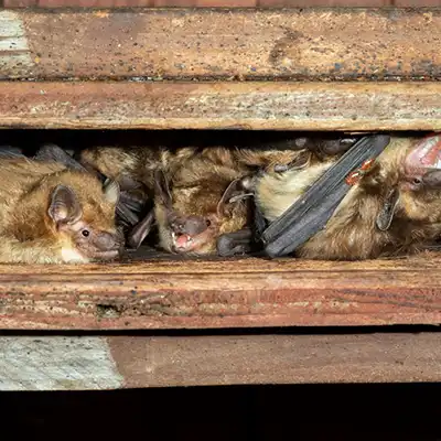 Bat Removal Services by Green-Tech Termite and Pest Control - Palm Harbor FL