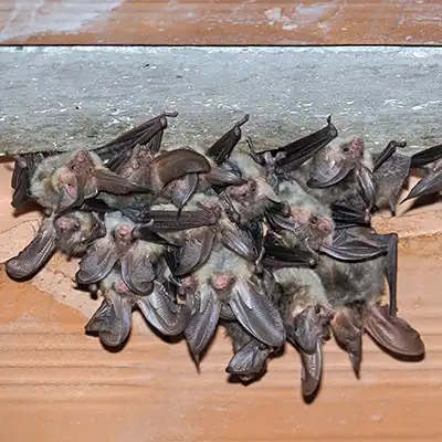 Bat Removal Services by Green-Tech Termite and Pest Control - Palm Harbor FL