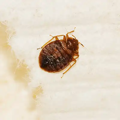 Bed Bug Treatment by Green-Tech Termite and Pest Control - Palm Harbor FL
