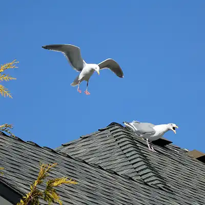 Bird Removal Services by Green-Tech Termite and Pest Control - Palm Harbor FL