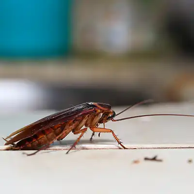 Cockroach Treatment by Green-Tech Termite and Pest Control - Palm Harbor FL