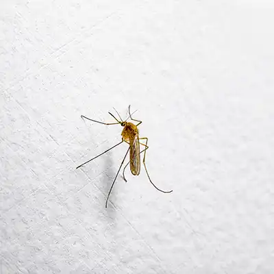 Get Rid of Mosquitos with Mosquito Treatment by Green-Tech Termite and Pest Control - Palm Harbor FL