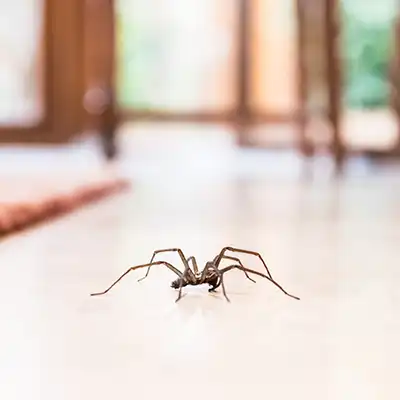 Get Rid of Spiders with Spider Treatment by Green-Tech Termite and Pest Control - Palm Harbor FL