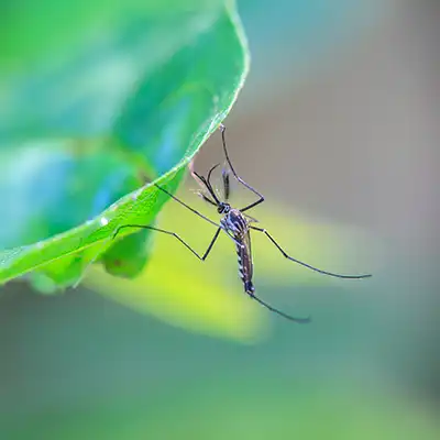 Mosquito Treatment by Green-Tech Termite and Pest Control - Palm Harbor FL