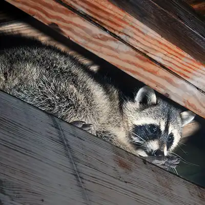 Raccoon Removal Services by Green-Tech Termite and Pest Control - Palm Harbor FL
