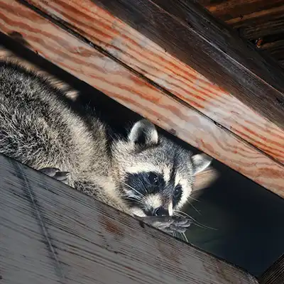Raccoon Removal Services by Green-Tech Termite and Pest Control - Palm Harbor FL