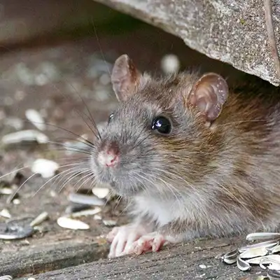 Rat and Rodent Removal Services by Green-Tech Termite and Pest Control - Palm Harbor FL