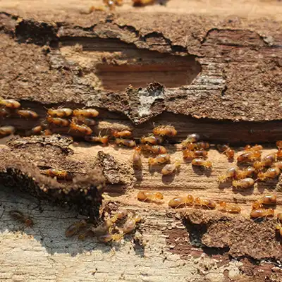 Subterranean Termite Treatment by Green-Tech Termite and Pest Control - Palm Harbor FL