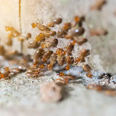 Subterranean Termite Treatment by Green-Tech Termite and Pest Control - Palm Harbor FL