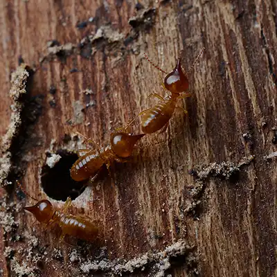 Termite Treatment by Green-Tech Termite and Pest Control - Palm Harbor FL